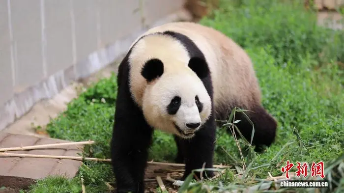 陜西漢中:朱鹮縣城筑巢見證人與自然共生新圖景